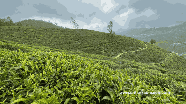 why should visit nuwara eliya?srilanka
