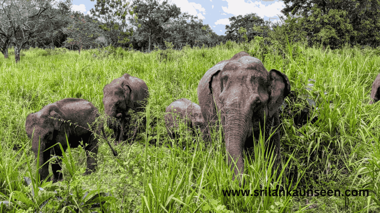 what is the  Best Time to Visit Sri Lanka: When to Chase the Sun, Surf the Waves, and Spot Wildlife.