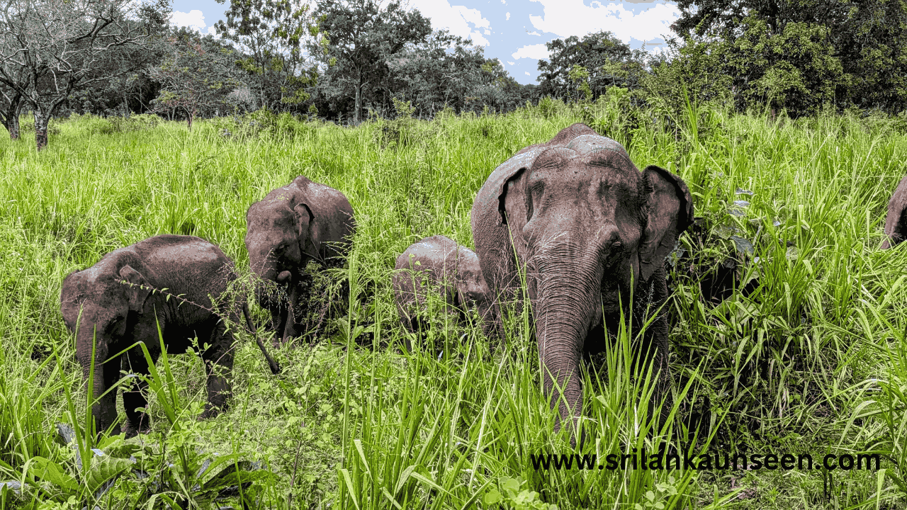 what is the Best Time to Visit Sri Lanka: When to Chase the Sun, Surf the Waves, and Spot Wildlife. what is the Best Time to Visit Sri Lanka: When to Chase the Sun, Surf the Waves, and Spot Wildlife.