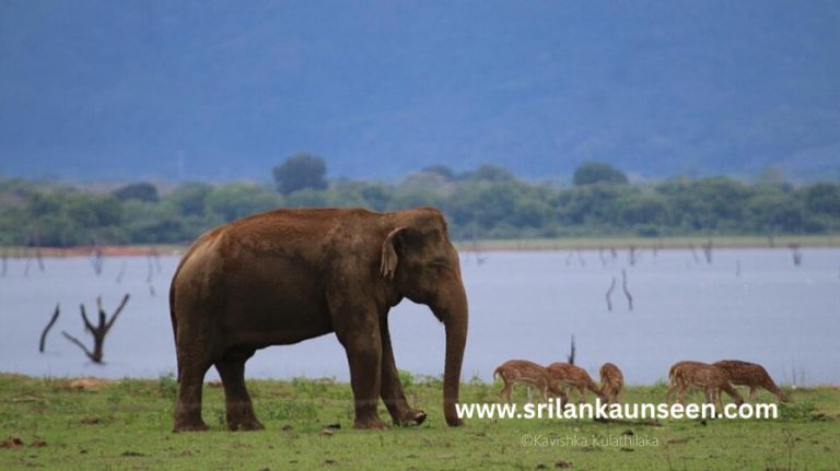 image credit www.wikipediacommom.com Udawalawa national resevior Rathnapura water attractions