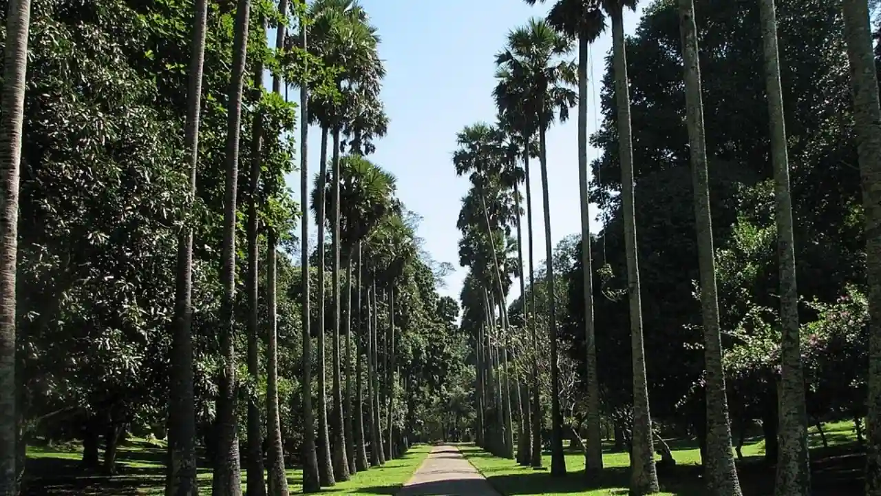 Wide-green-lawns-and-towering-trees-at-Peradeniya-Botanical-Gardens-credit-wikiprdiacommon-CC-BY-SA-3.0